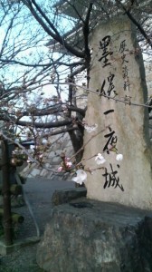 桜1分咲き